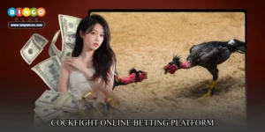 cockfight online betting platform
