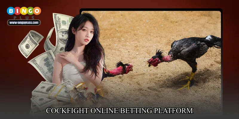 cockfight online betting platform